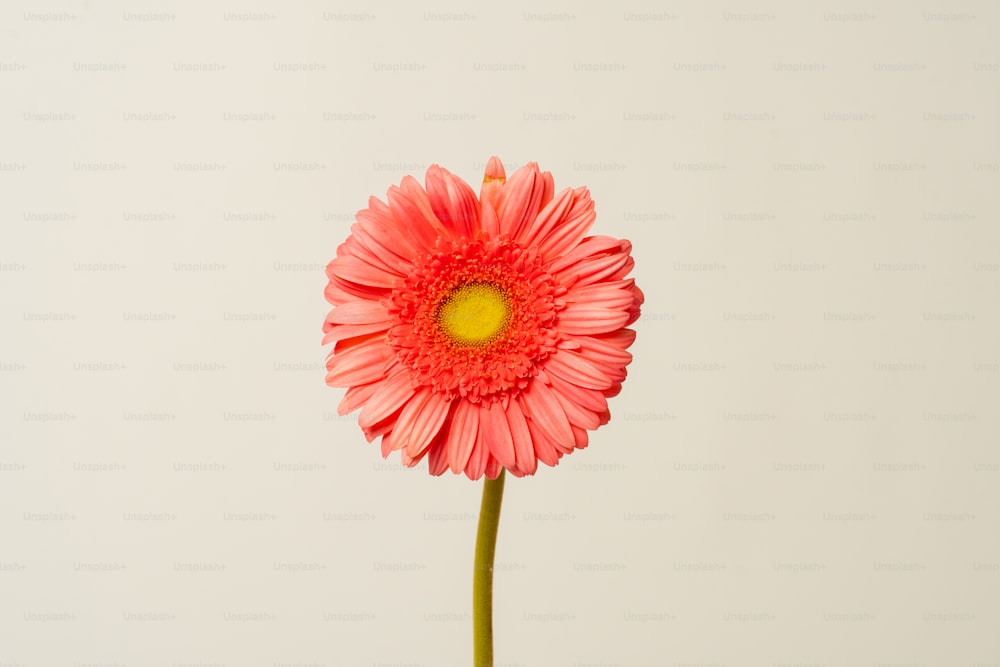 a pink flower with a yellow center in a vase