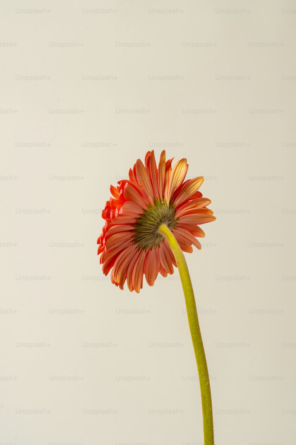 a single flower in a vase with a white background