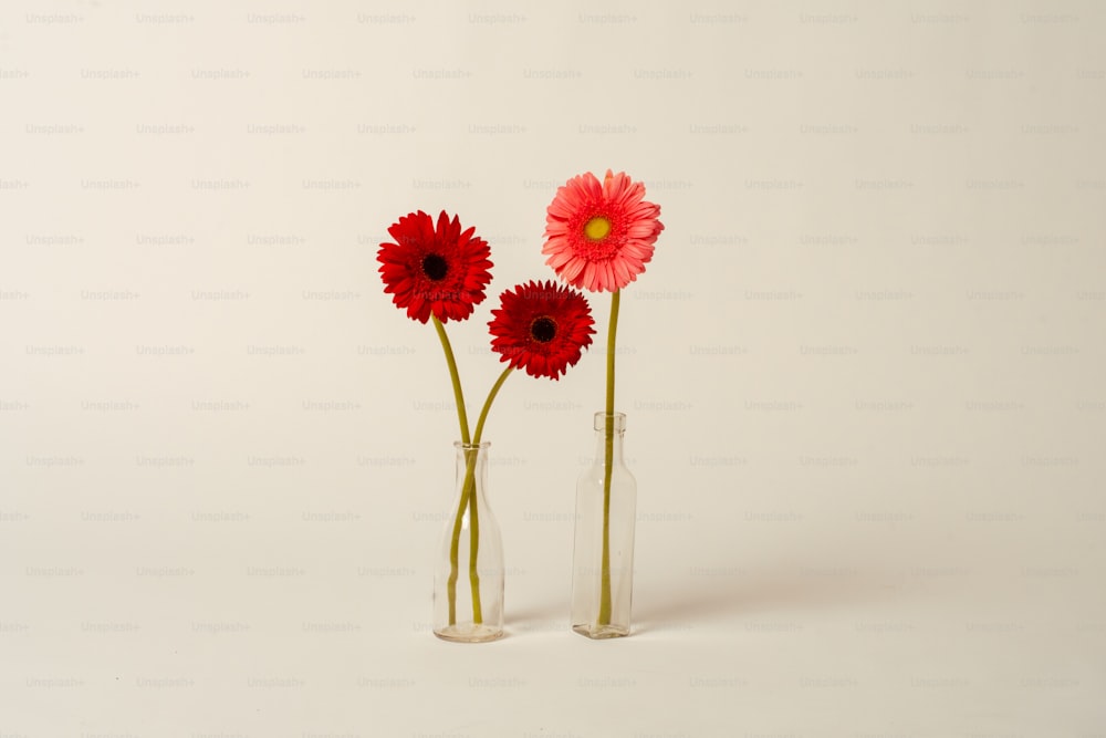 three red flowers in a clear vase on a white background