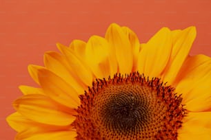 a large yellow sunflower with a pink background