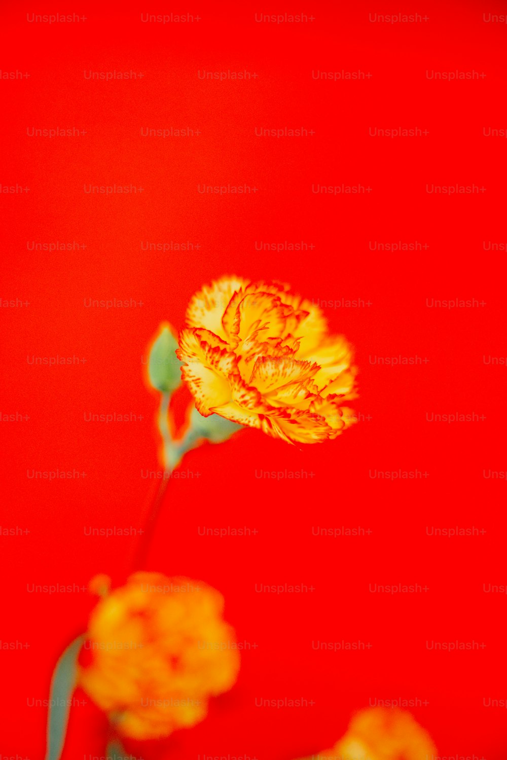 eine gelbe Blume mit rotem Hintergrund
