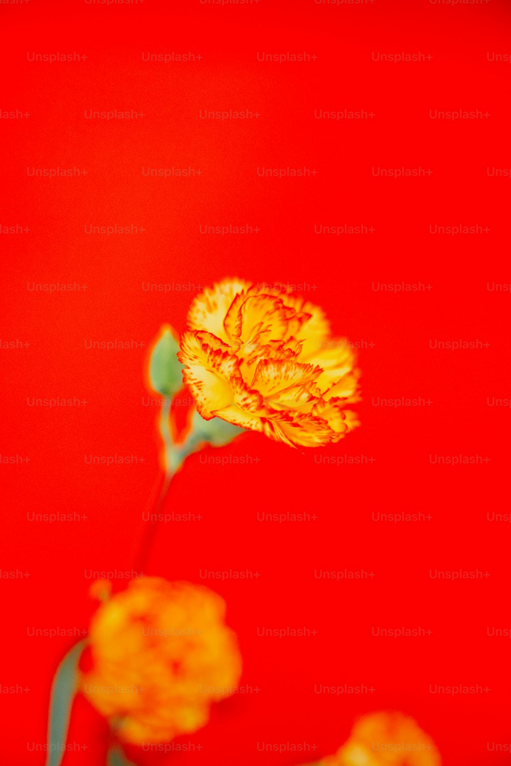 a yellow flower with a red background