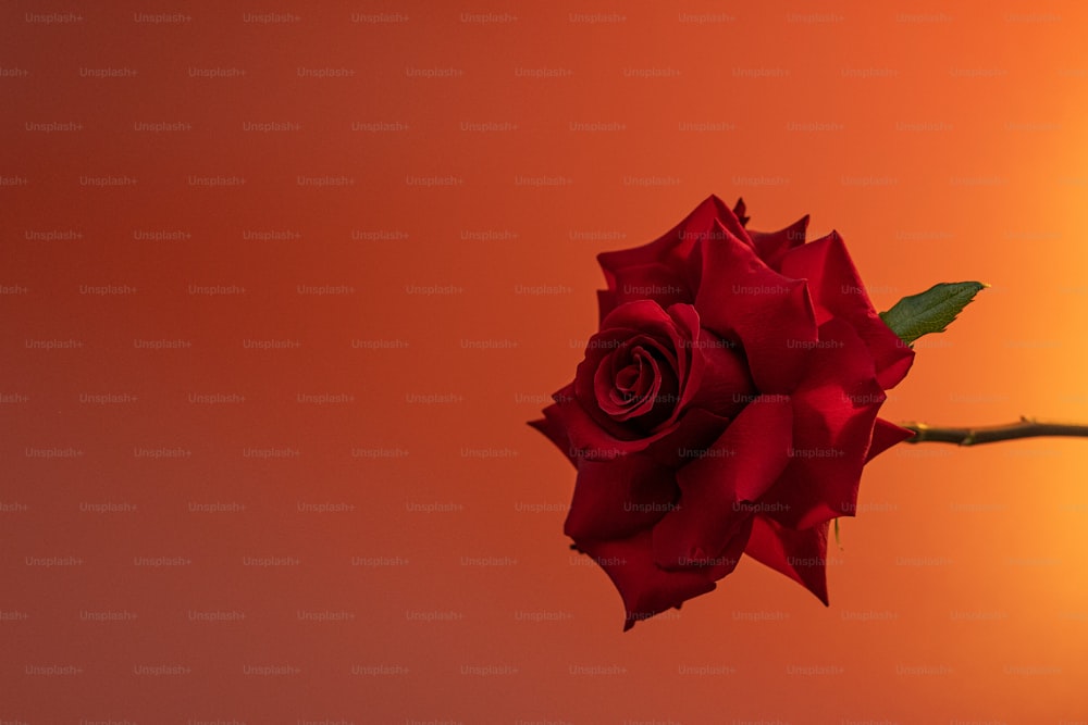 eine einzelne rote Rose auf einem Stiel vor orangefarbenem Hintergrund