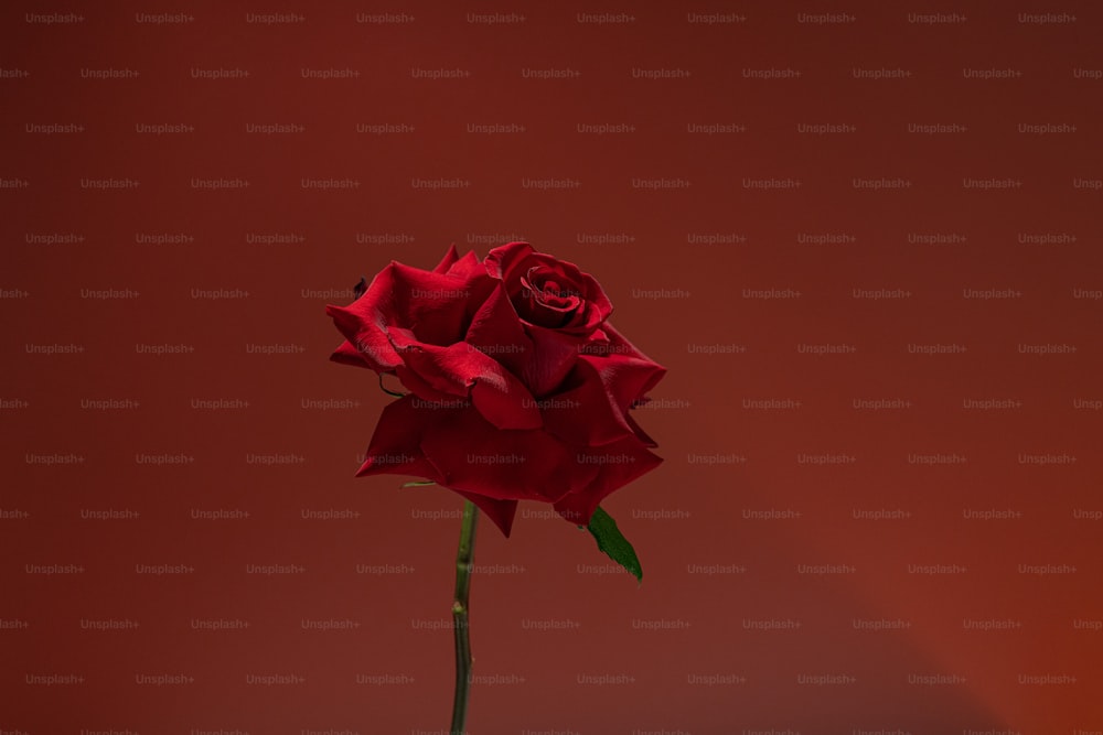 Eine einzelne rote Rose sitzt in einer Vase