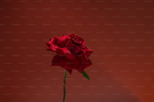 une seule rose rouge assise dans un vase