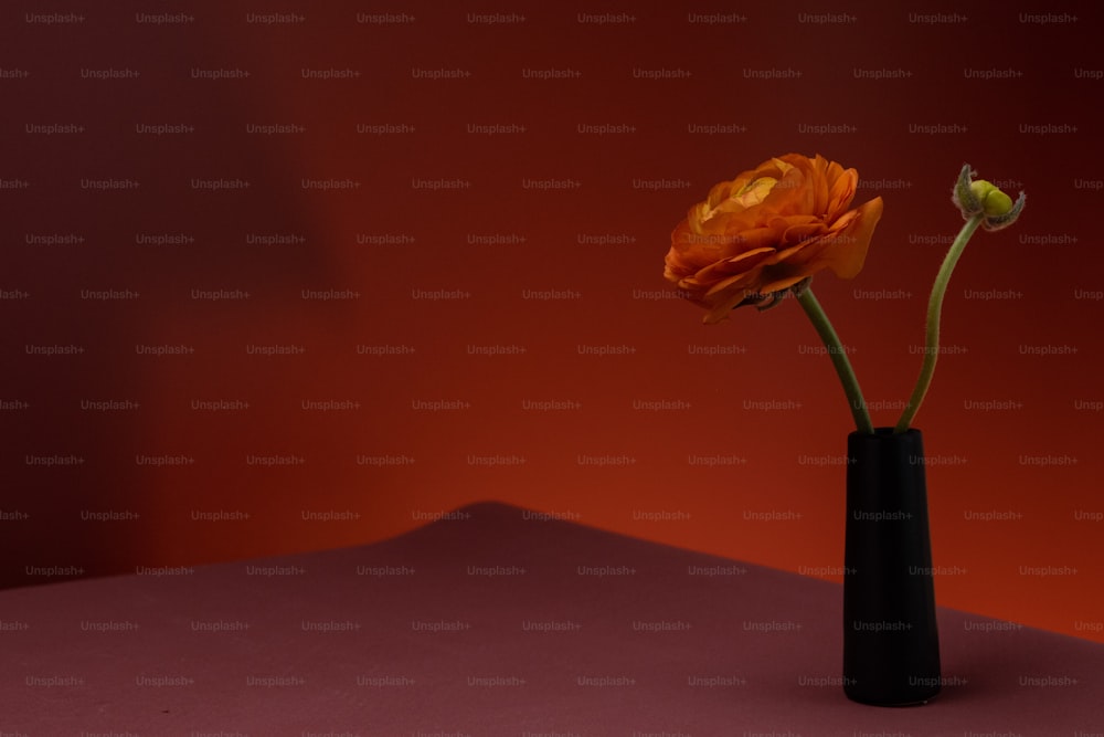 two orange flowers in a black vase against a red background