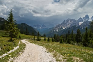 a dirt road going through a lush green forest