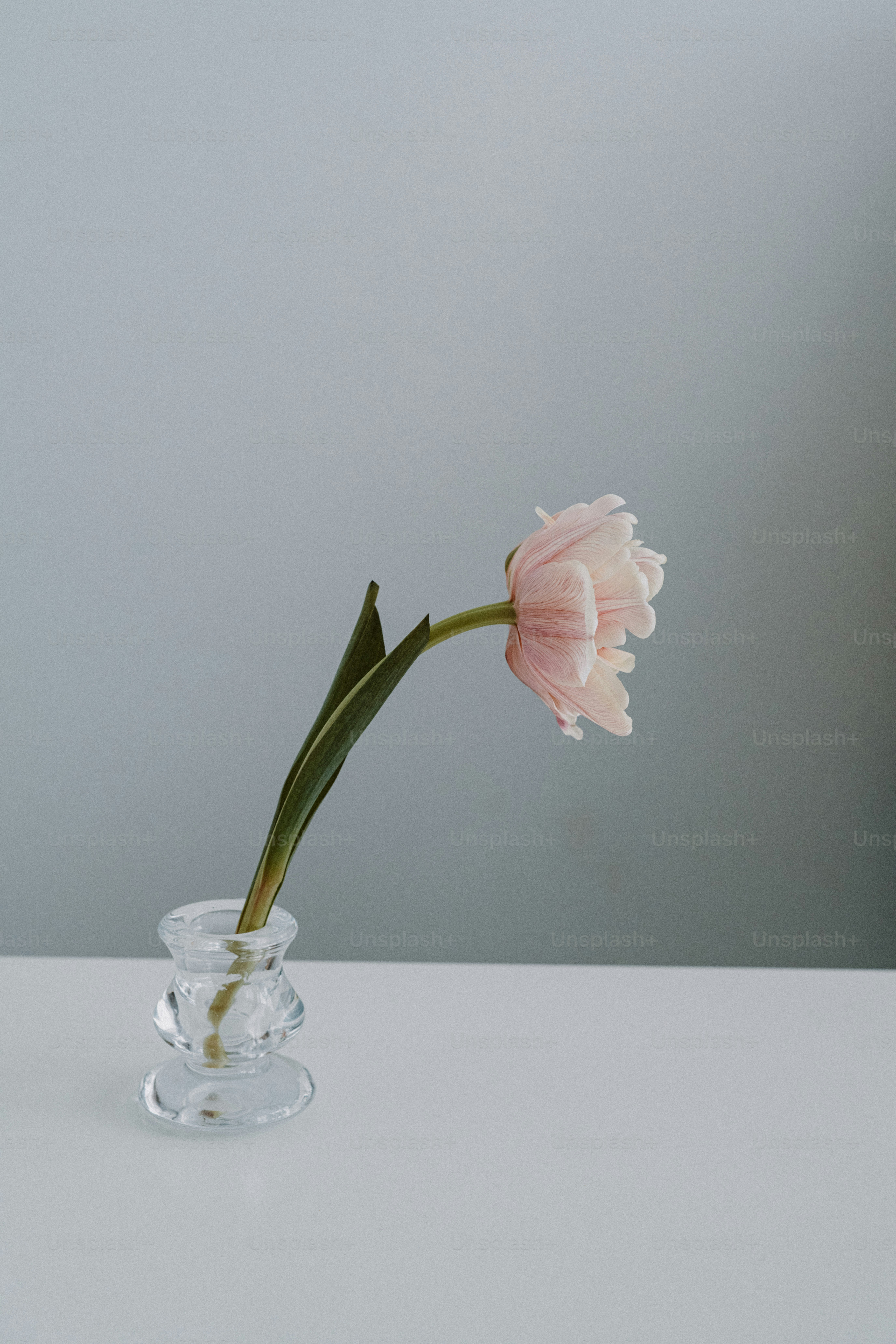 A single pink flower in a clear vase photo – Desktop wallpaper Image on
