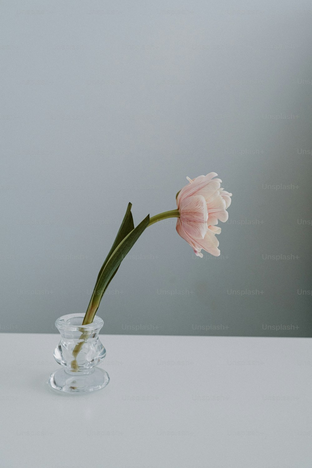 a single pink flower in a clear vase