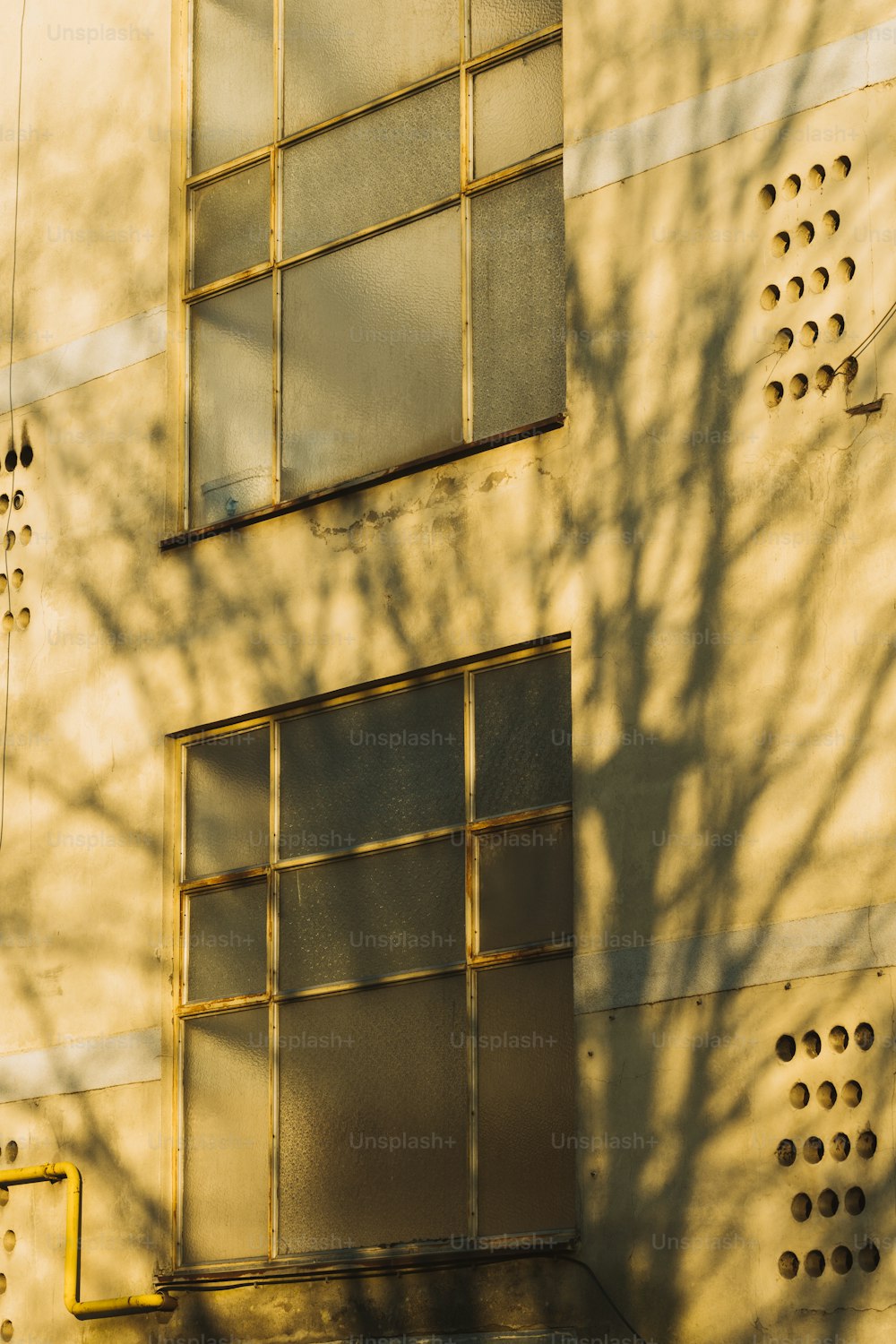 the shadow of a tree on the side of a building