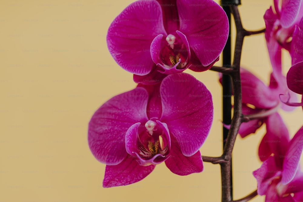 Un primer plano de una flor púrpura en un tallo