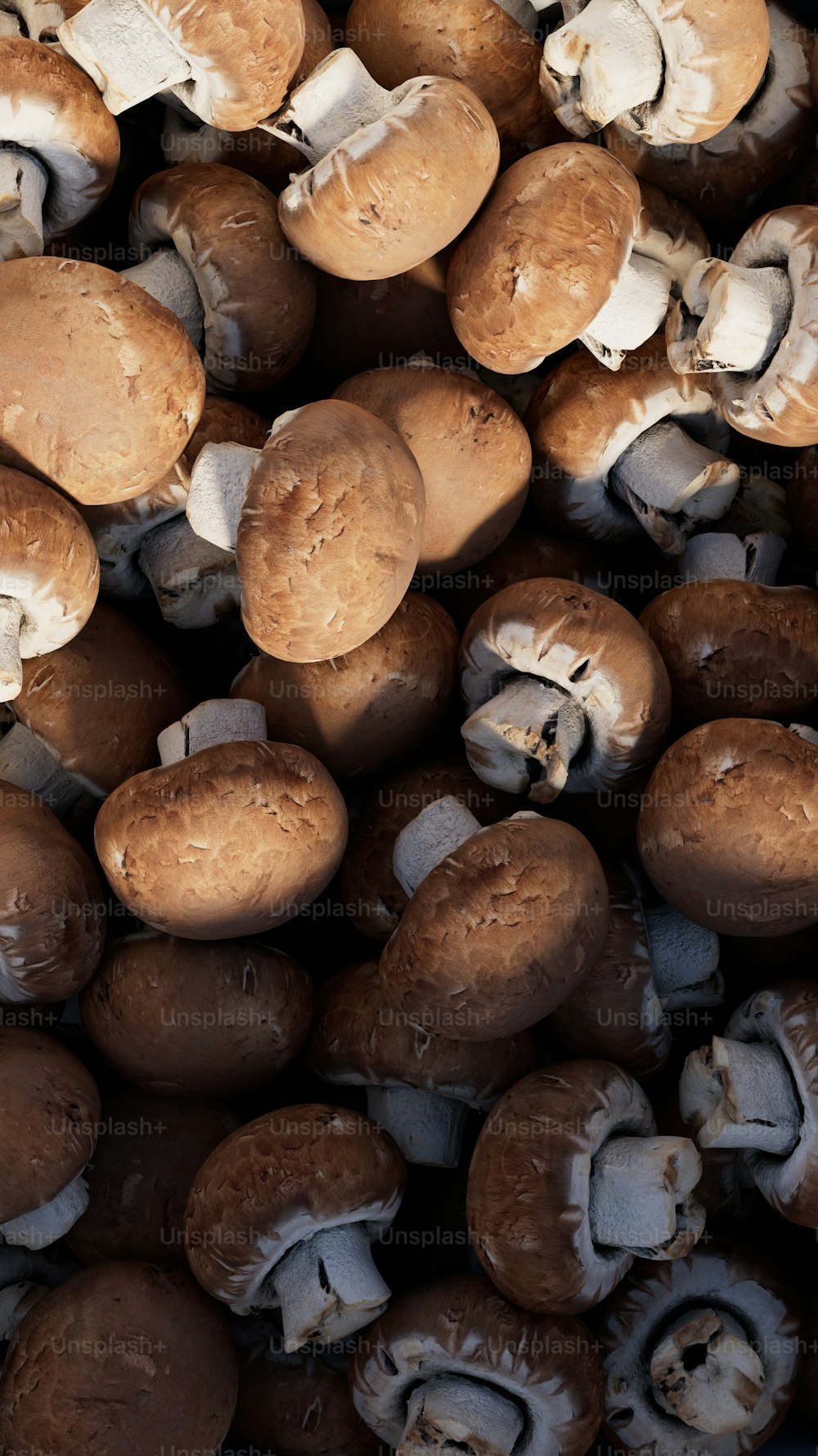 a pile of mushrooms that are brown and white