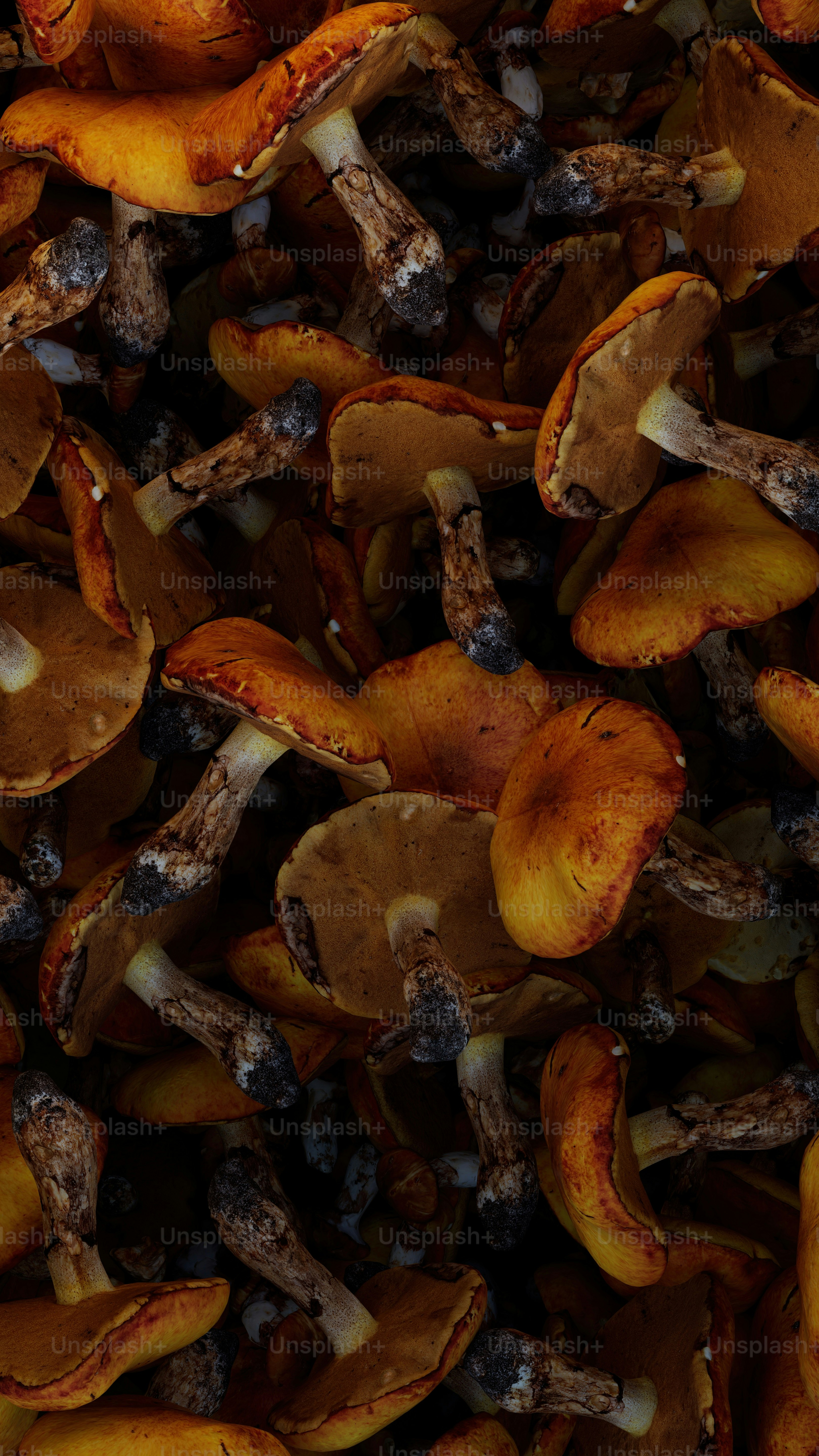 Imágenes de Fondo De Pantalla De Hongos | Descarga imágenes gratuitas en  Unsplash, image size:3000x5333