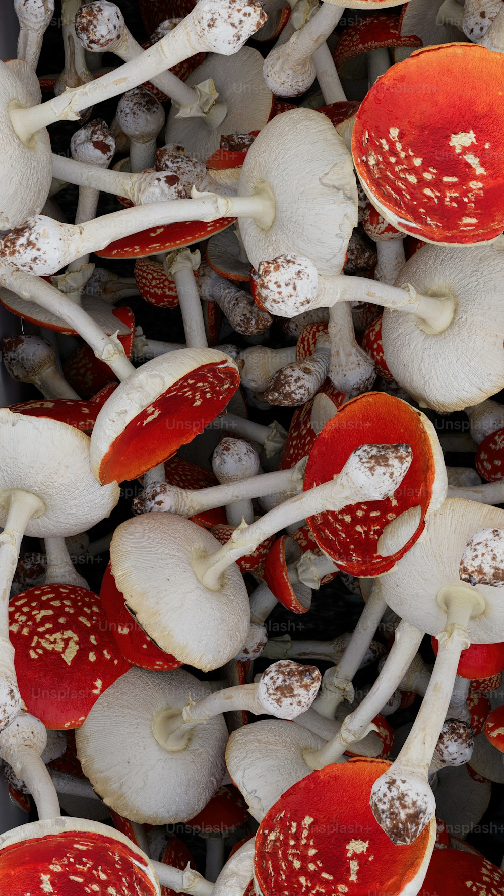 a bunch of mushrooms that are red and white