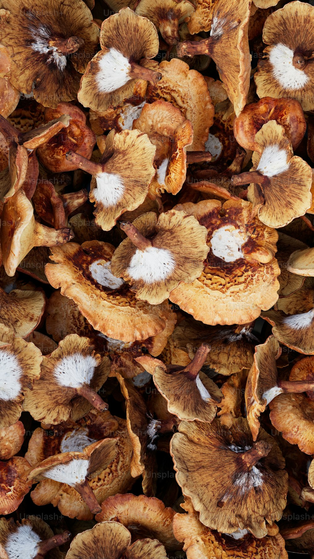 a bunch of mushrooms that are on the ground