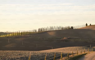 a dirt road with a row of trees on top of it