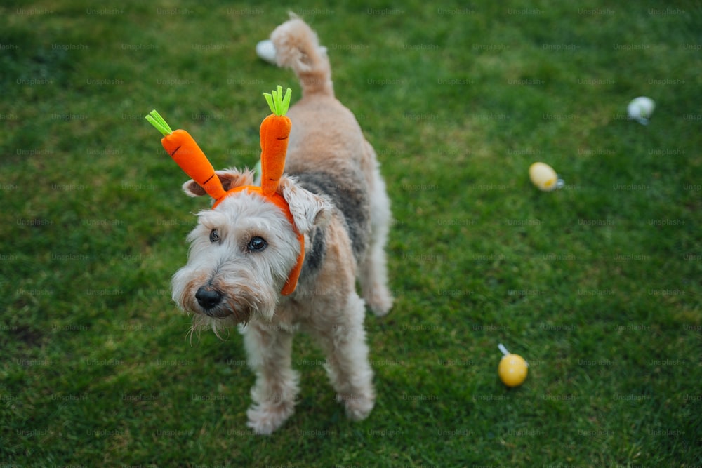 um cão com cenouras na cabeça em pé na grama