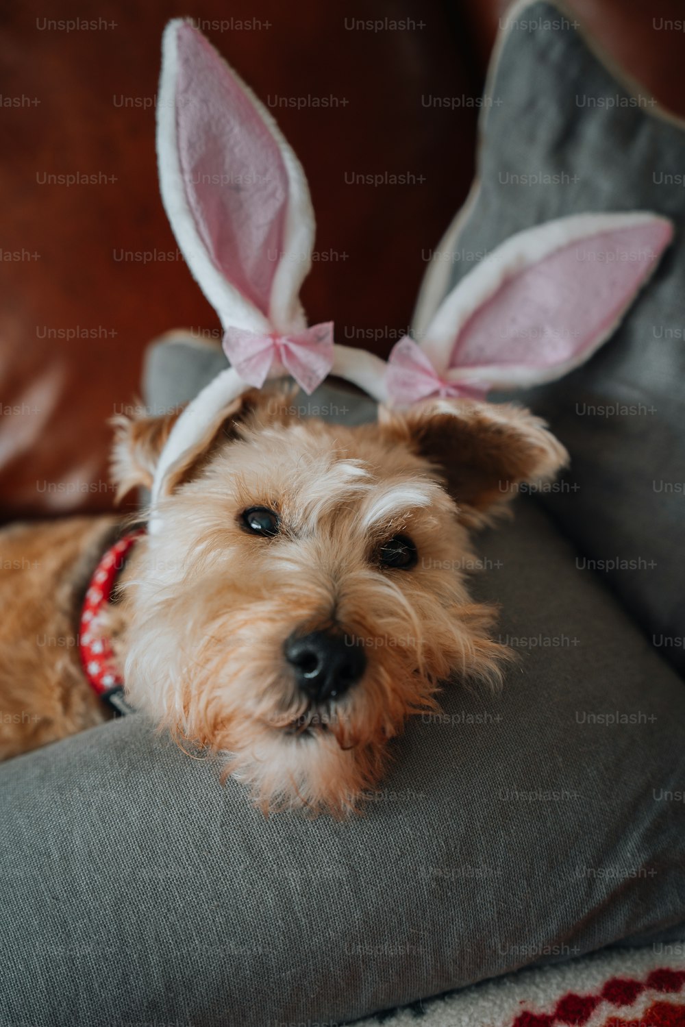 枕の上に横たわるウサギの耳を着た犬
