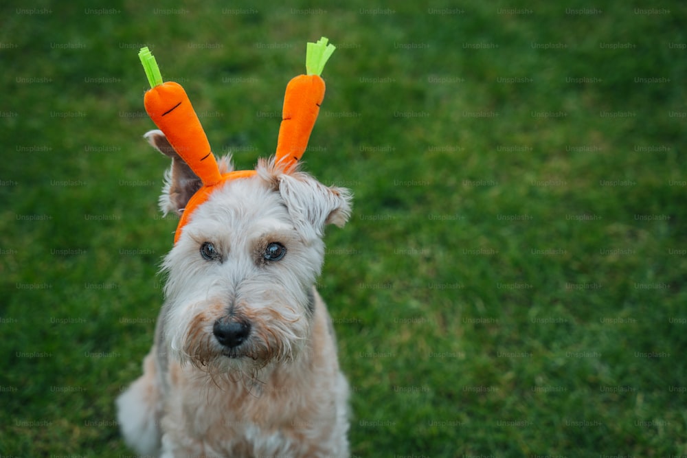 Un perro con zanahorias en las orejas