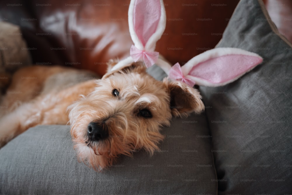 a dog laying on a couch with a bunny ears on it's head