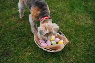 a small dog standing in a basket filled with eggs