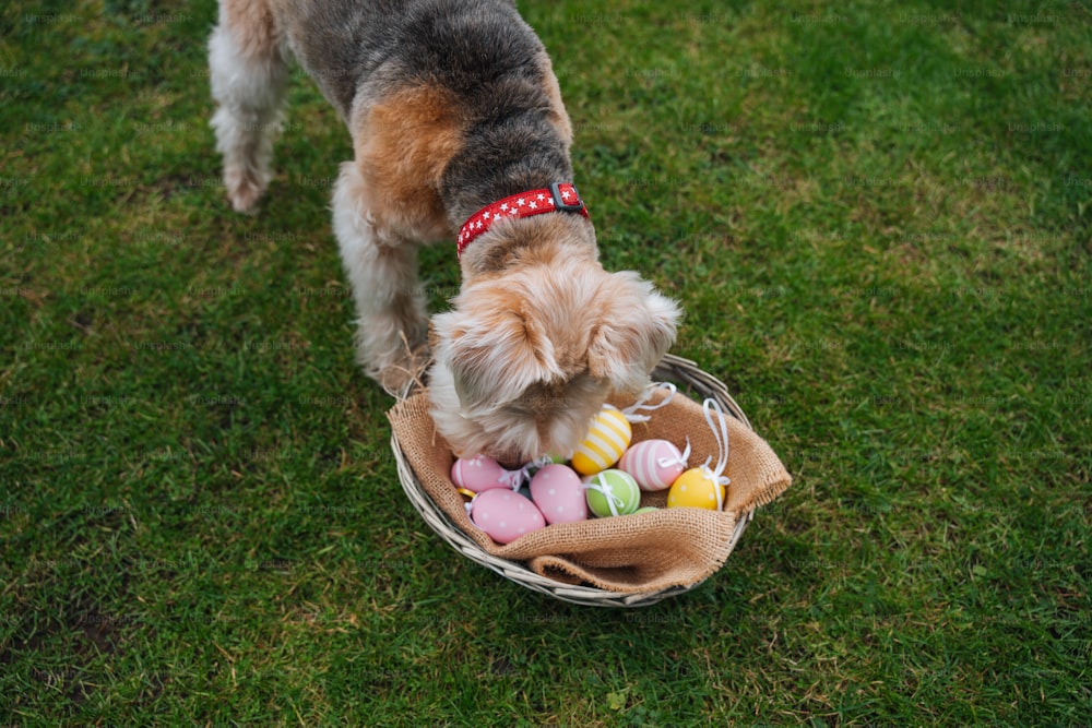 a small dog standing in a basket filled with eggs