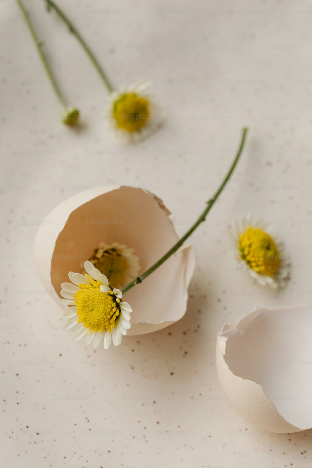 a broken egg shell with a flower in it