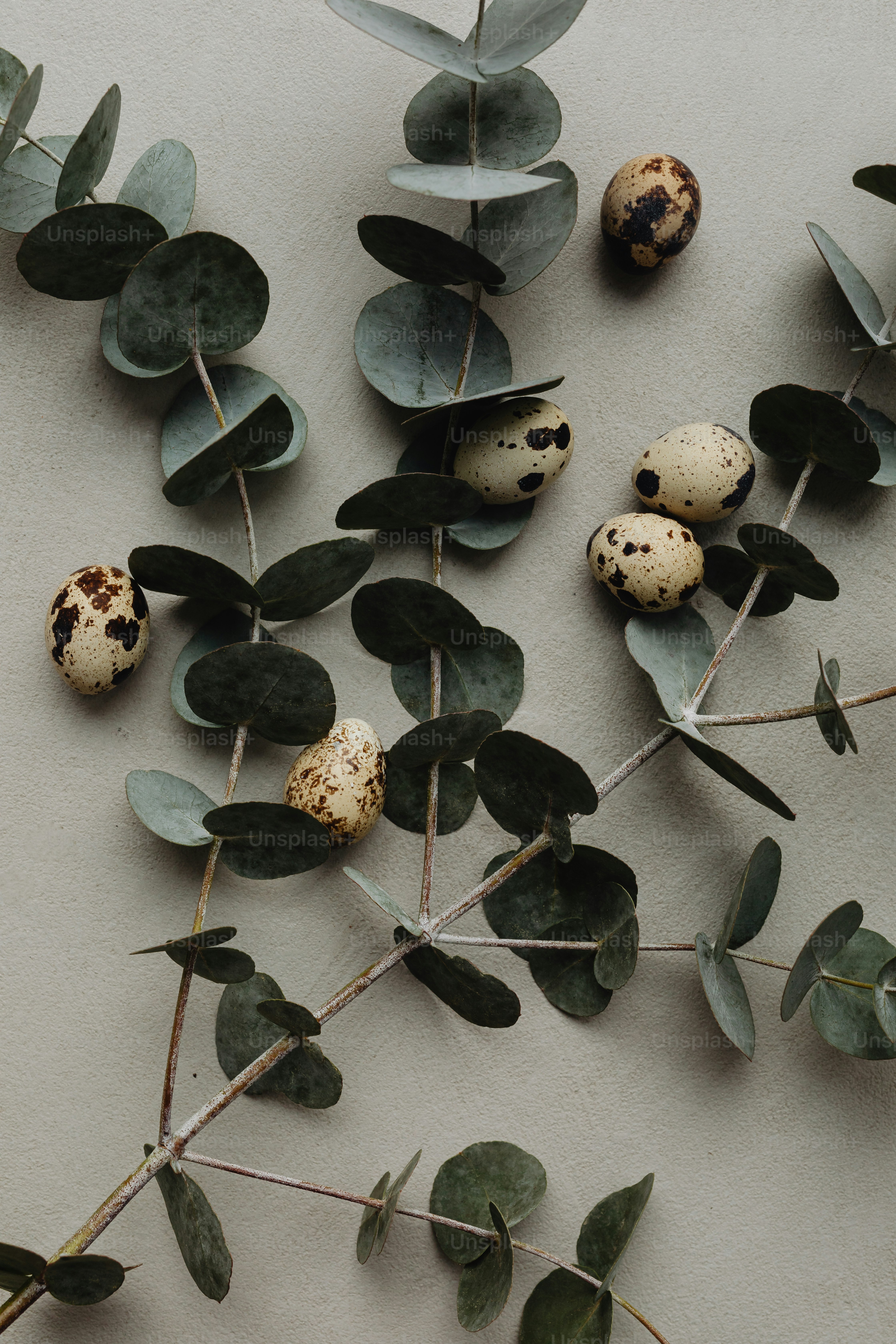 um monte de folhas e ovos em uma mesa