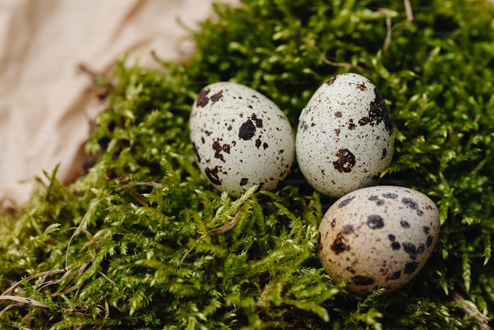 three speckled eggs sitting on top of green moss