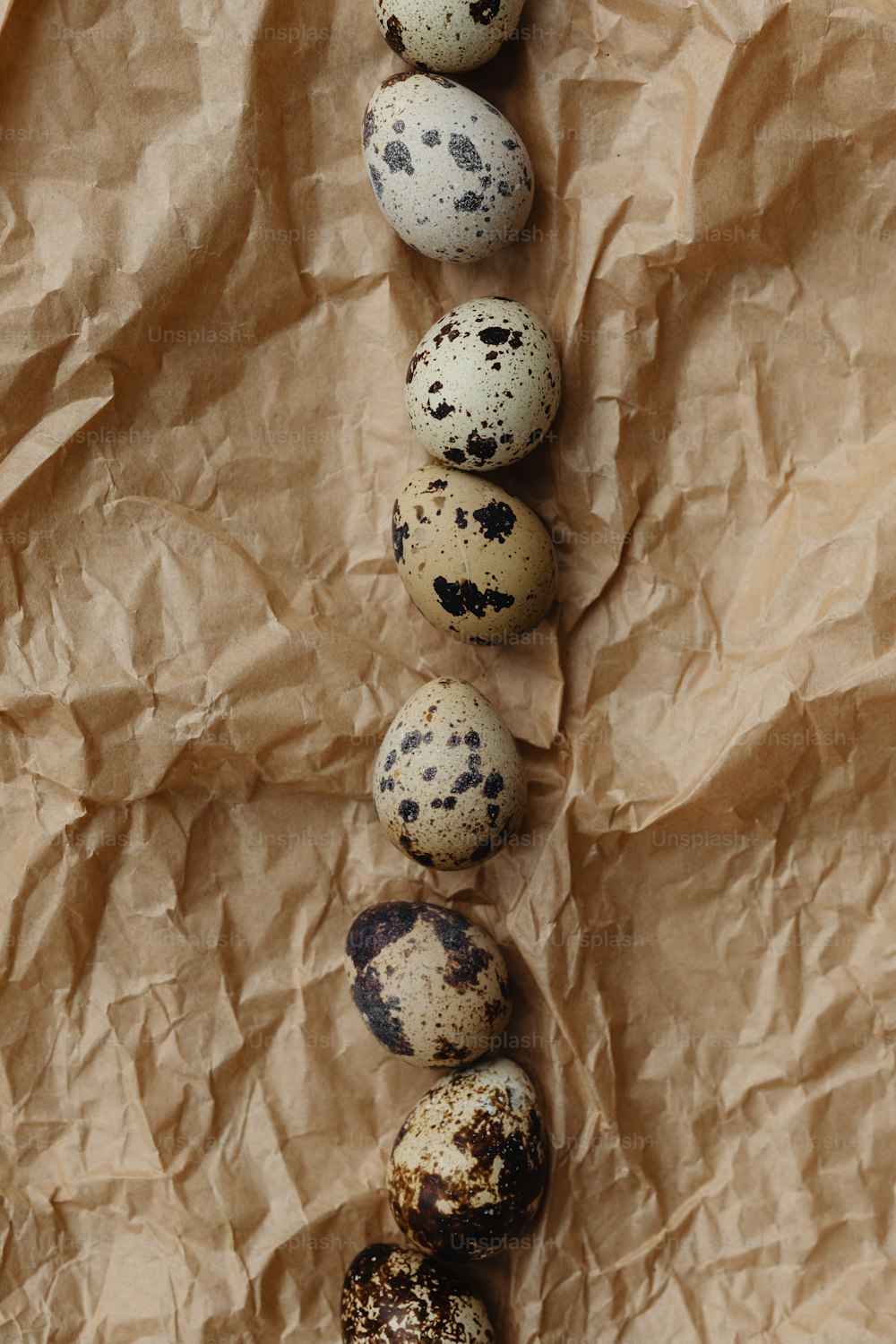 a row of quails sitting on top of a piece of paper