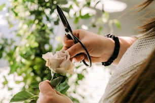 a woman is cutting a rose with scissors