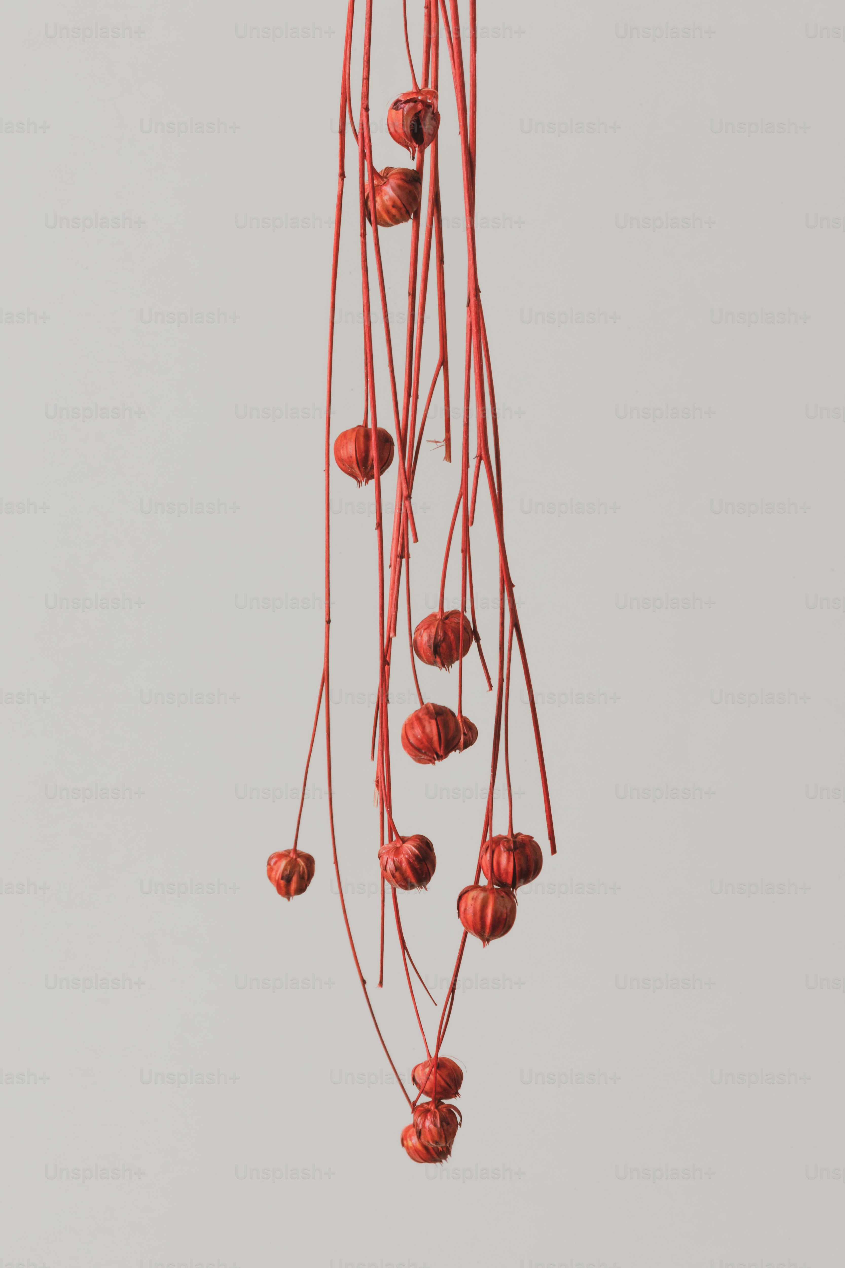 ein Strauß roter Blumen, die an einem Draht hängen