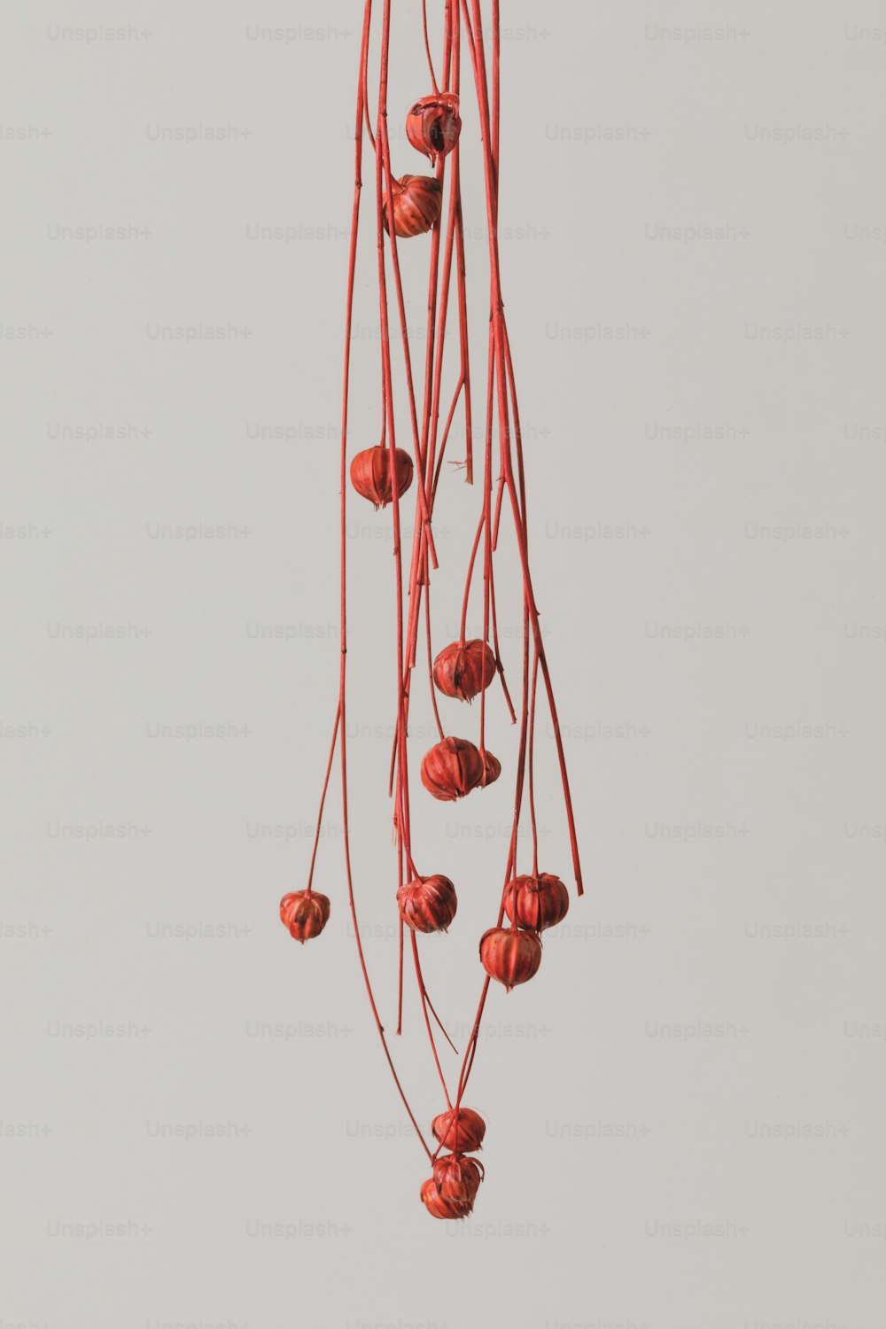 a bunch of red flowers hanging from a wire