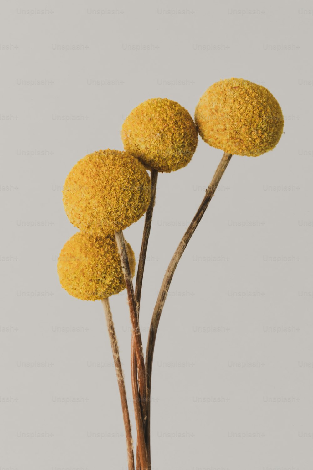 three yellow flowers in a vase on a table