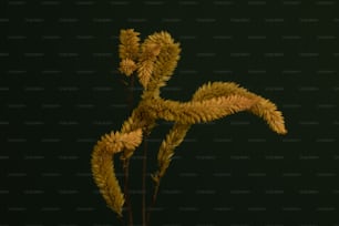 um close up de uma planta em um fundo preto