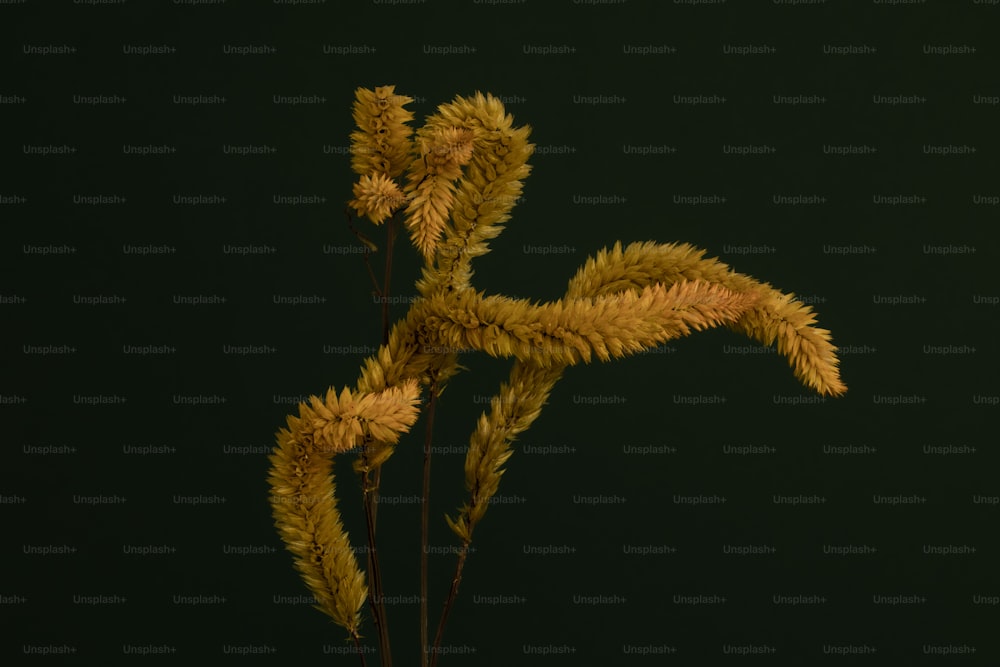 a close up of a plant on a black background