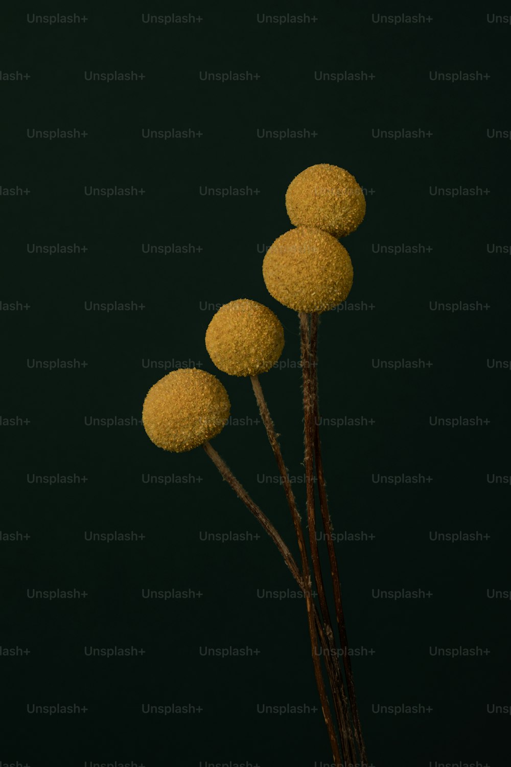 un groupe de trois boules jaunes assises au sommet d’une plante