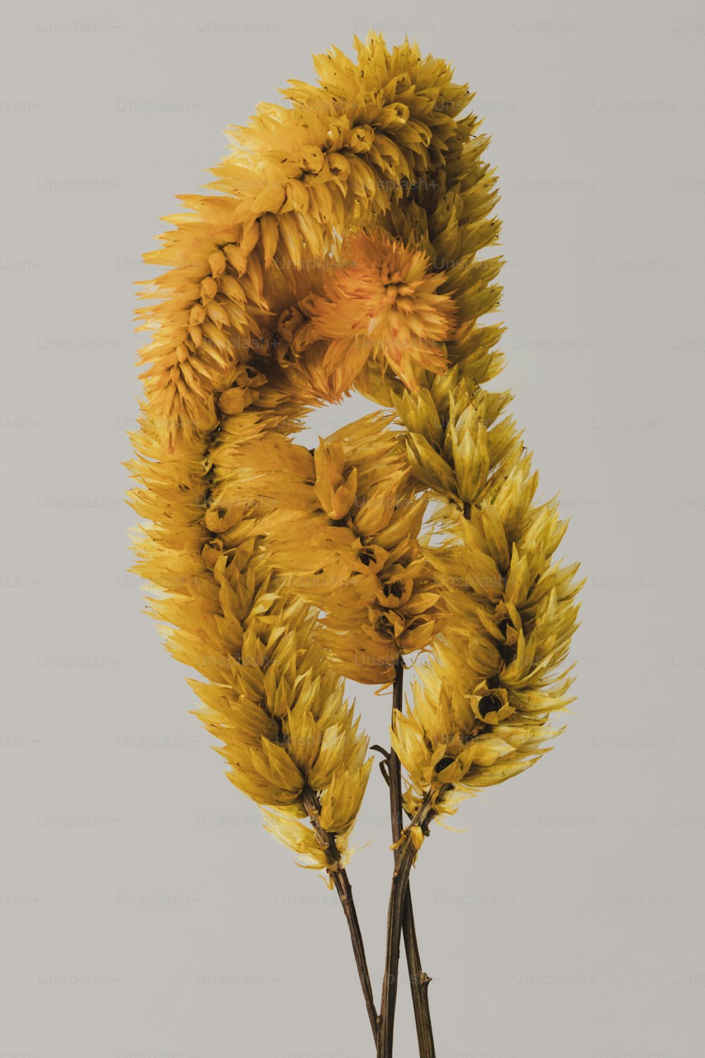 a close up of a plant with yellow flowers