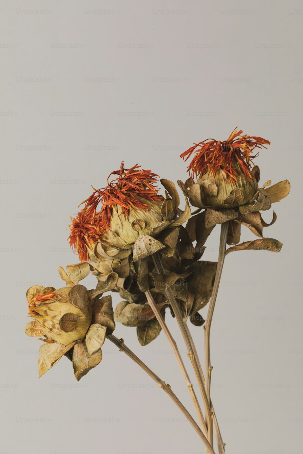 Eine Nahaufnahme eines Straußes toter Blumen