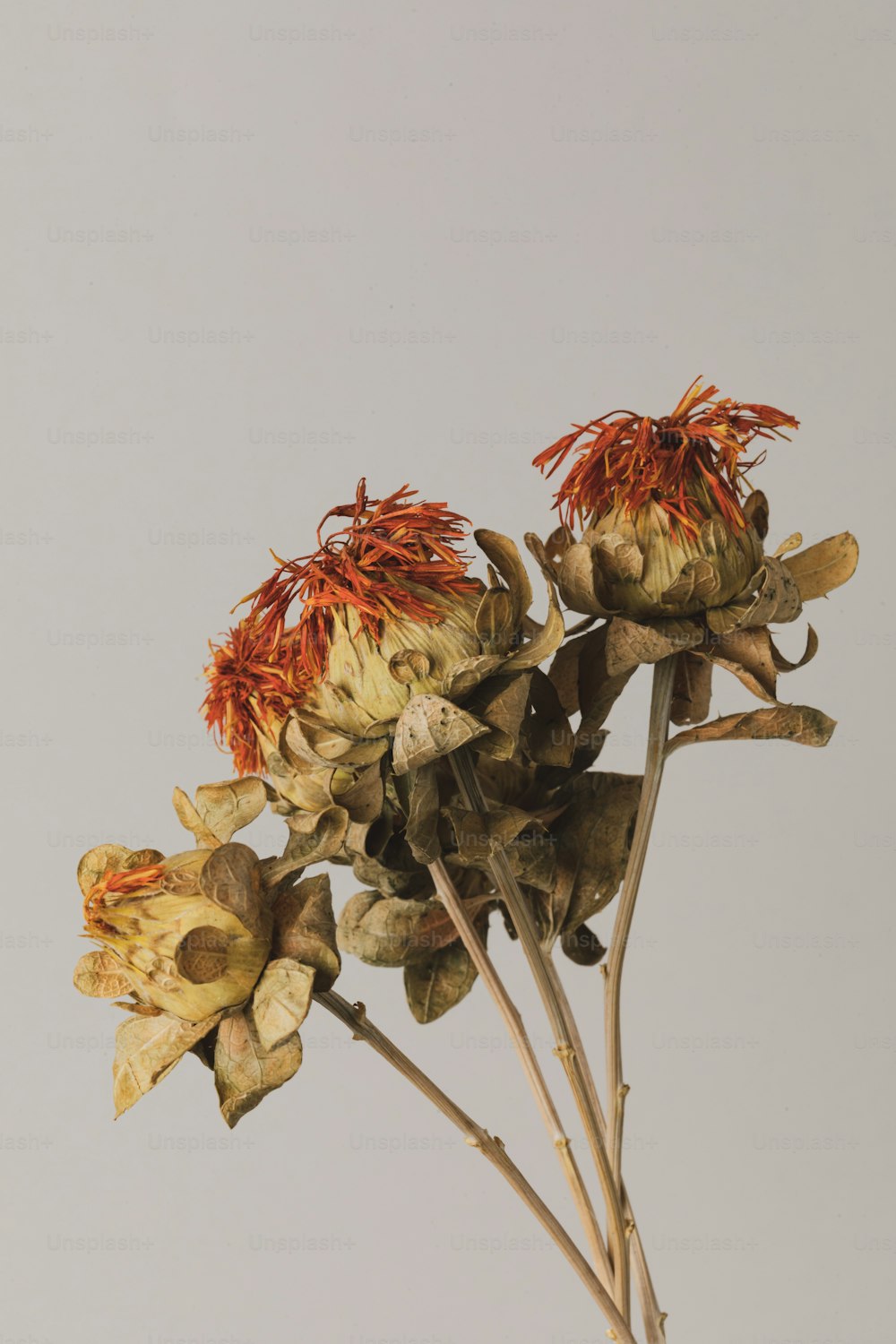 a close up of a bunch of dead flowers