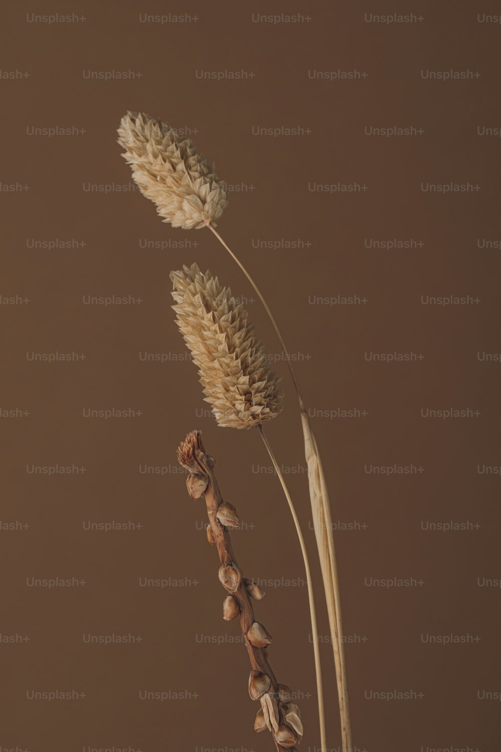 a close up of a plant with a brown background