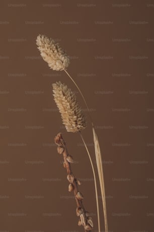 a close up of a plant with a brown background