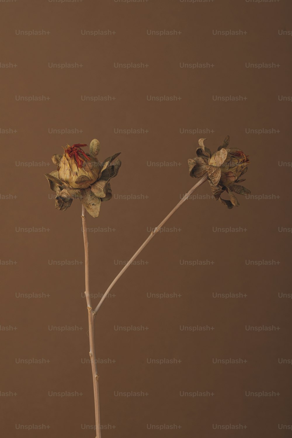 two dead flowers in a vase against a brown background