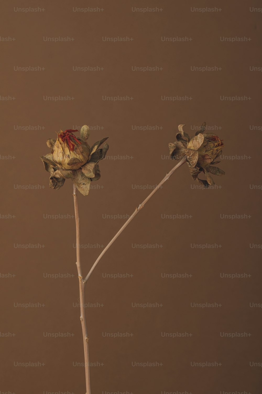 two dead flowers in a vase against a brown background