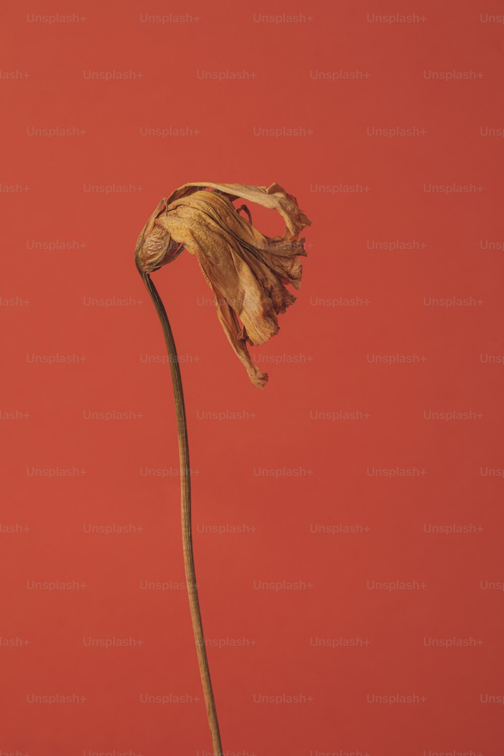 a dead flower against a red background