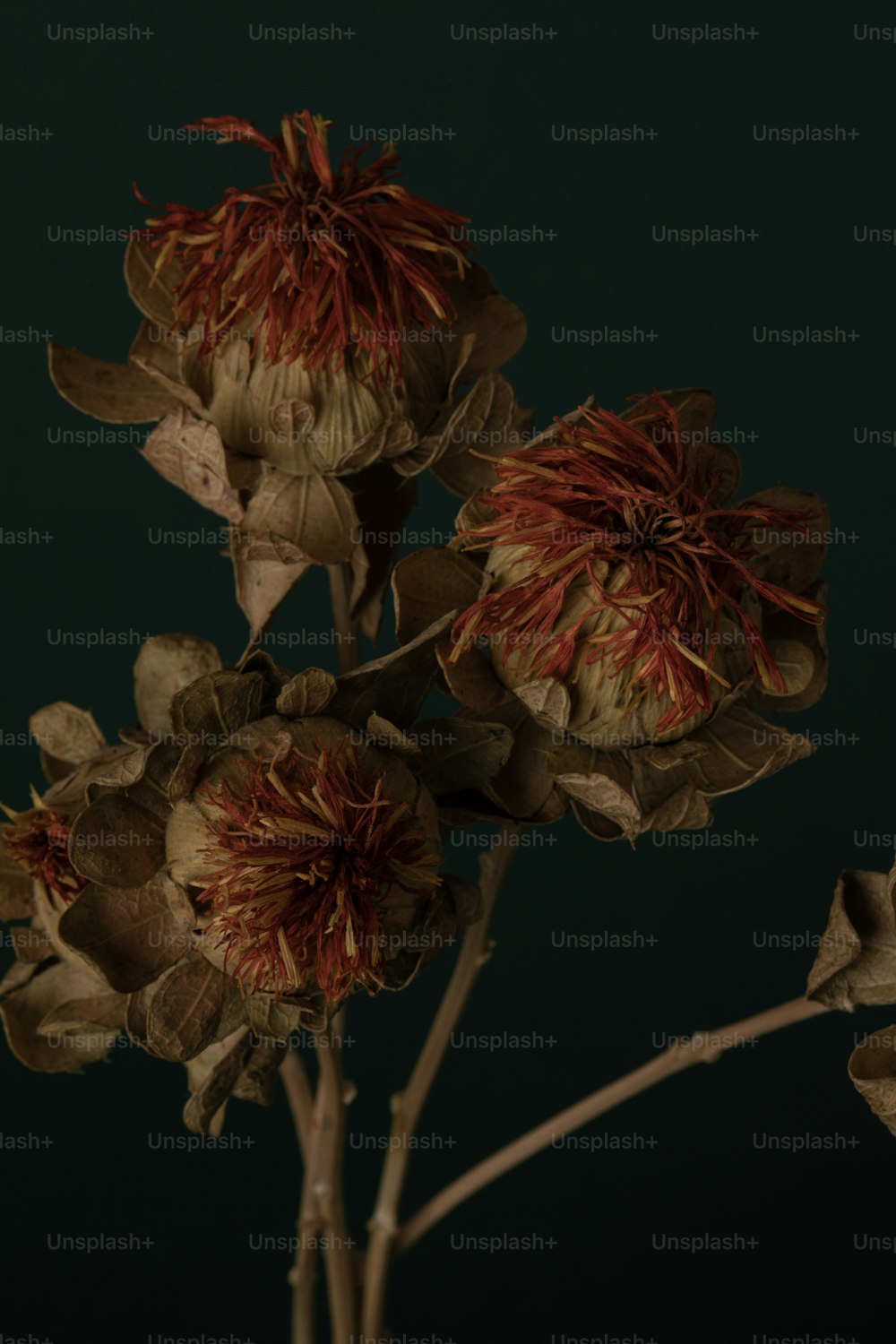 a bunch of dead flowers in a vase