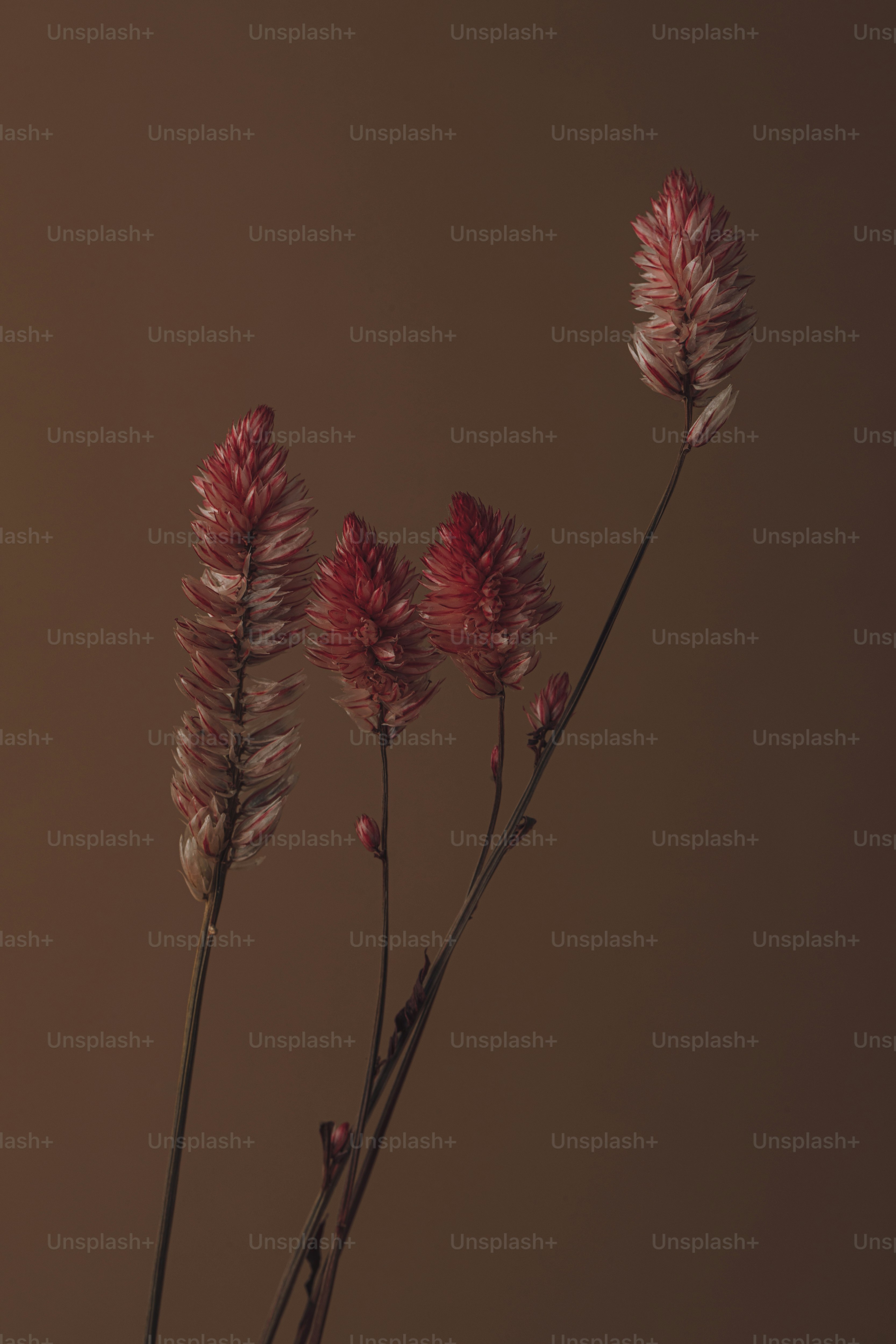 Nahaufnahme einer Blume mit braunem Hintergrund