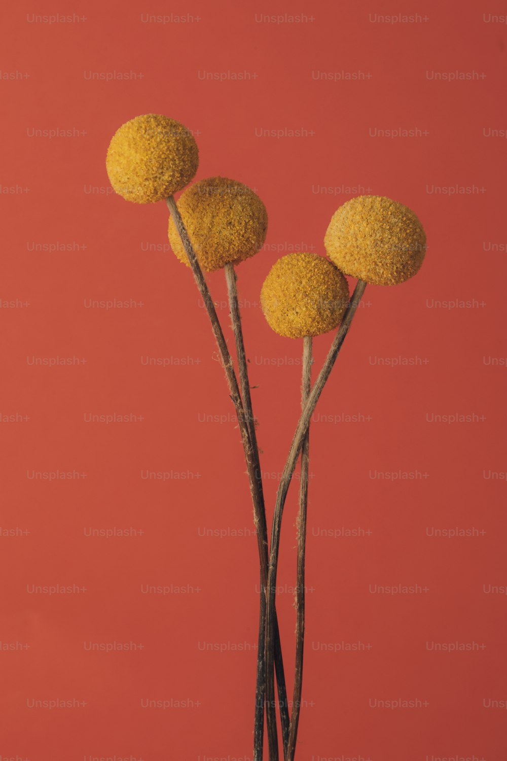Drei gelbe Blumen stehen in einer Vase auf rotem Grund