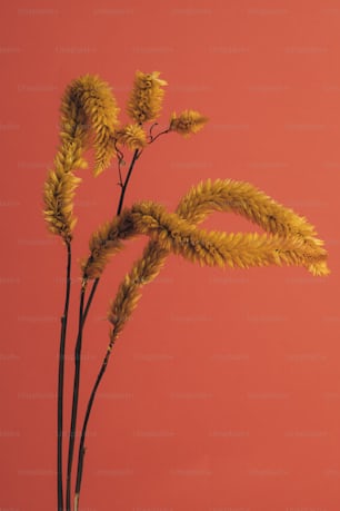 a close up of a plant with a red background