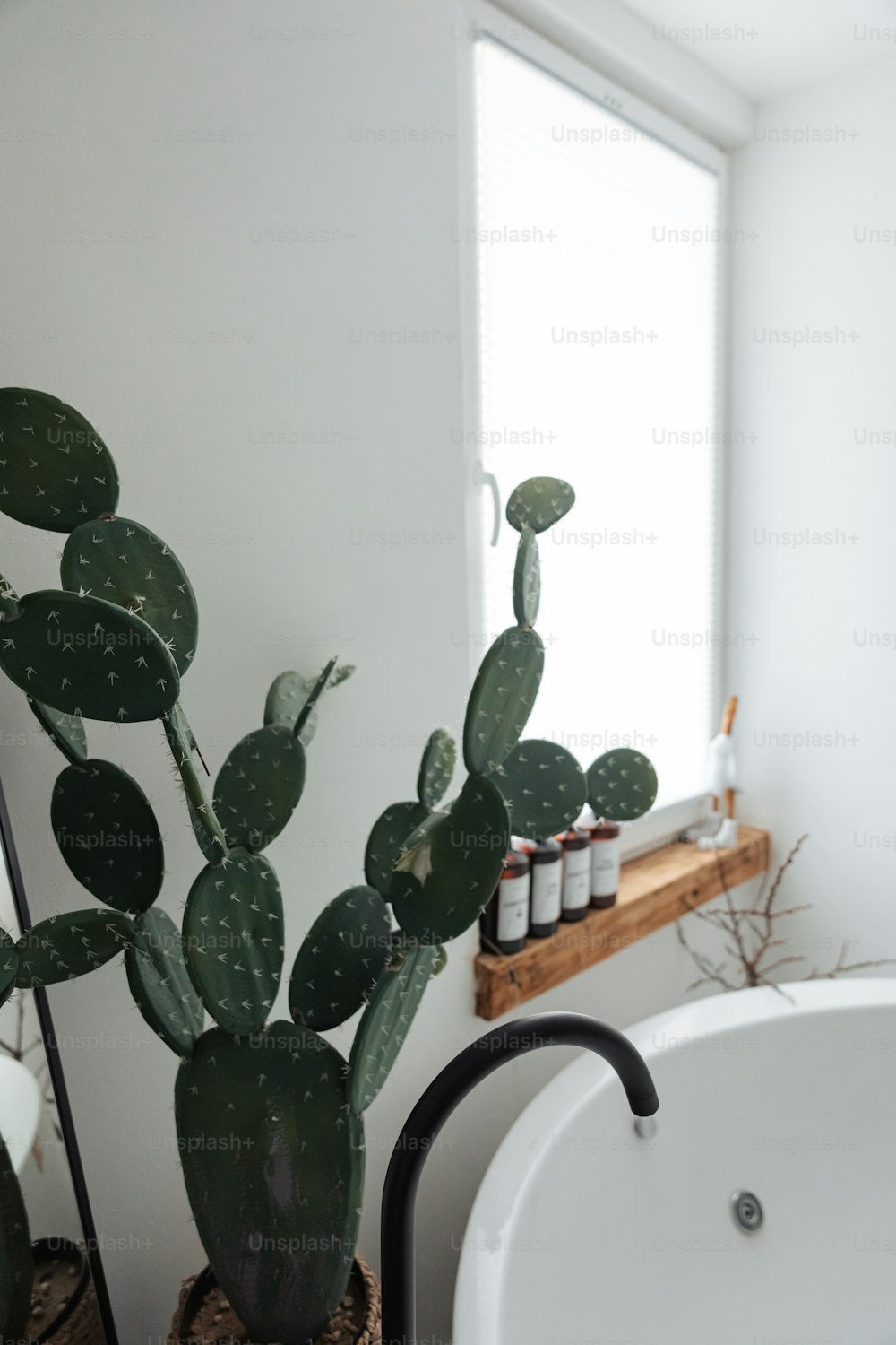 a bathroom with a cactus in a pot next to a bathtub